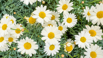 Beautiful field meadow flowers chamomile, green lush foliage, nature landscape, close-up macro. Wide format, panoramic summer flowers. Delightful peaceful artistic blooming summertime happy florals