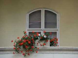Window on yellow wall with flowers in front of it