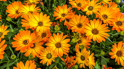 Beautiful charming happy joyful spring summer floral background. Summertime pattern bright Marigold flowers in full bloom, top view of colorful garden panoramic wallpaper. Hot seasonal blossoms decor