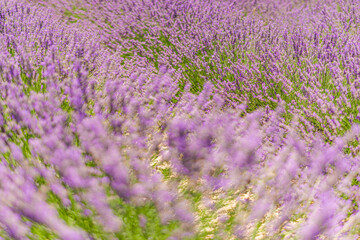Lavender floral field on sunny day. Closeup nature blooming lavender bushes in rows. Soft pastel...