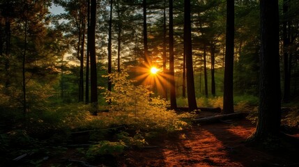 Obraz premium foliage colorful sun