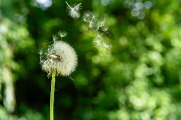 Dmuchawce na wiosennej łące © Izabela