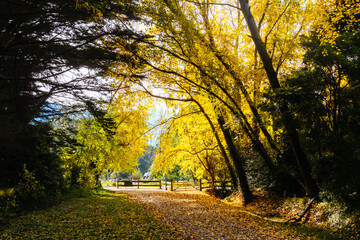 Lilydale to Warburton Rail Trail in Australia