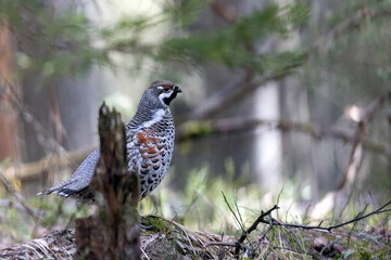 Hazel grouse in the wild forest. Spring wedding of forest birds. Wildlife of the north and birds...