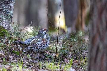 Hazel grouse in the wild forest. Spring wedding of forest birds. Wildlife of the north and birds...