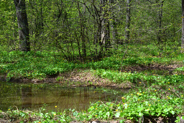 a forest with a puddle and a tree with a few leaves and sunlight 