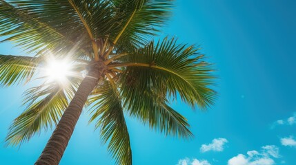 branches palm tree sun In the second photograph