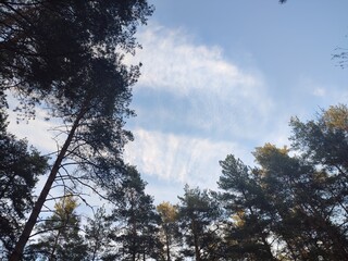 tall pine trees against a blue sky