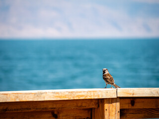 Sparrow enjoying the view over the Dead Sea in Israel