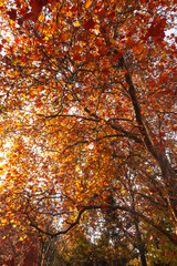 Lilydale to Warburton Rail Trail in Australia