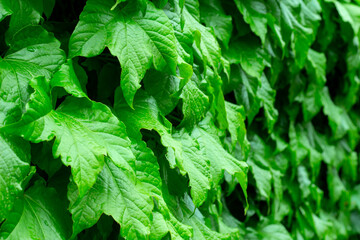 green background from ivy leaves