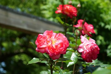 赤いバラの花