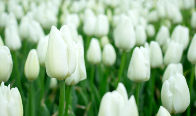 blooming white tulips in the field, flowers in the garden