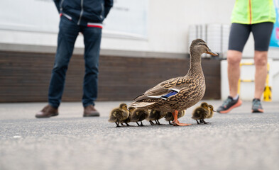 Duck family walking on a city road with cars, people trying to rescue birds from traffic, mother...