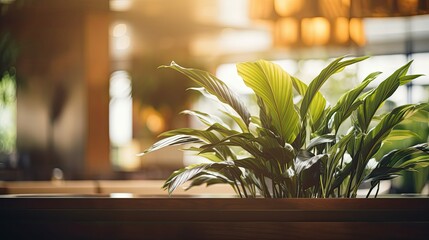 hotel blurred interior plant