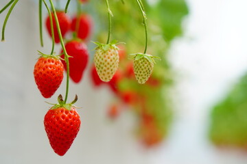 いちご狩りへ行ってきた。苺農園の真っ赤で甘くて美味しい苺を満喫。千葉県。