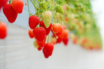 いちご狩りへ行ってきた。苺農園の真っ赤で甘くて美味しい苺を満喫。千葉県。