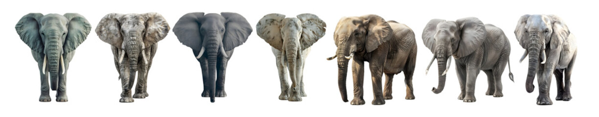 Pack of Giant Elephant on Transparent background - Ai Generated