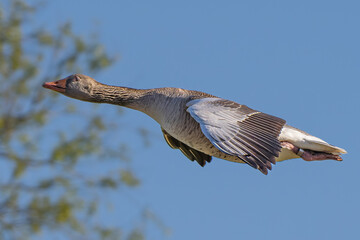 Extreme close up of greylag Goose in flight in high resolution