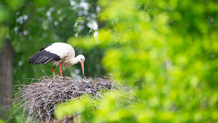 White storks on the nest surrounded by green trees, ciconia in spring, Oberhausen Heidelberg in...