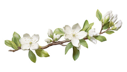 branch of white flowers watercolor isolated on transparent background cutout
