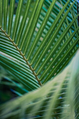 Closeup tropical palm leaf and shadows, exotic abstract natural green lush background, dark tone textures. Sunshine garden park plant summer foliage panoramic banner wallpaper. Inspire relaxing nature