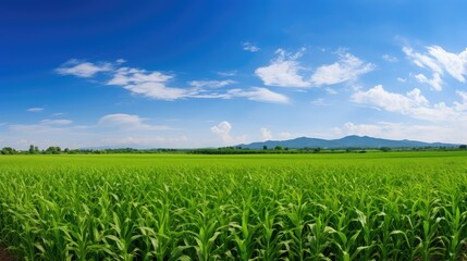 field growth crop farm