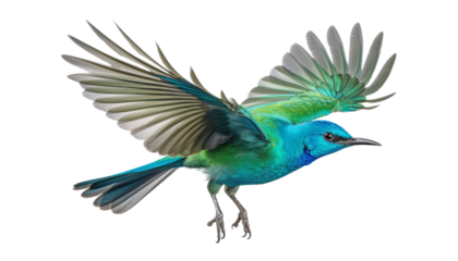 blue green bird flying isolated on transparent background cutout