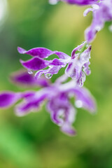 Exotic botanical closeup purple white Orchid flowers in rainy day tropical garden floral...