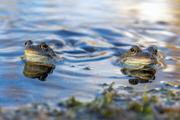 Frogs and toads in the swamp. Spring. Time to spawn. Green slippery frogs lay eggs.