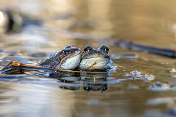 Frogs and toads in the swamp. Spring. Time to spawn. Green slippery frogs lay eggs.