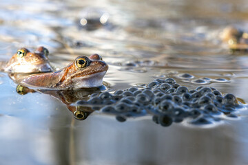 Frogs and toads in the swamp. Spring. Time to spawn. Green slippery frogs lay eggs.