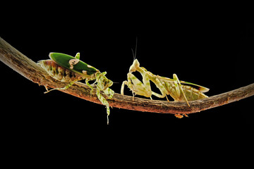 green praying mantis