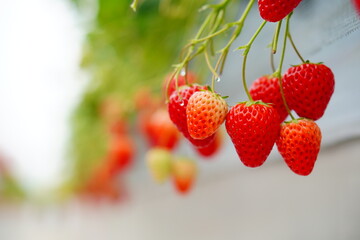 いちご狩りへ行ってきた。苺農園の真っ赤で甘くて美味しい苺を満喫。千葉県。