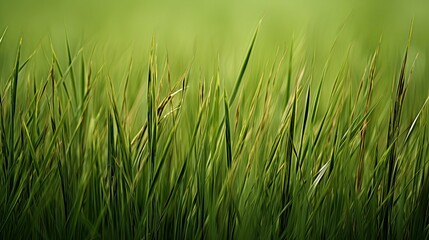 Obraz premium wired brown grass In the second photograph