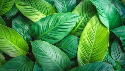 creative nature green background tropical leaf banner or floral jungle pattern concept banner cover design