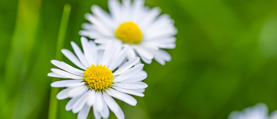 Abstract soft focus daisy meadow landscape. Beautiful grass meadow fresh green blurred foliage. Tranquil spring summer nature closeup and blurred forest field background. Idyllic nature, happy flowers