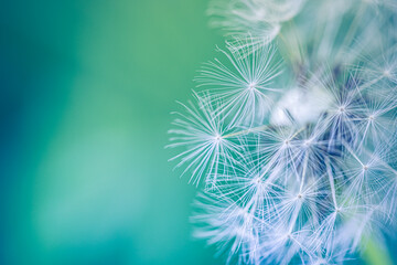 Beauty in nature dandelion seeds closeup blowing in blue green turquoise background. Closeup of...