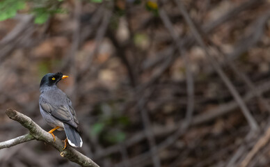 Jungle Myna (Acridotheres fuscus) perching on tree branch.