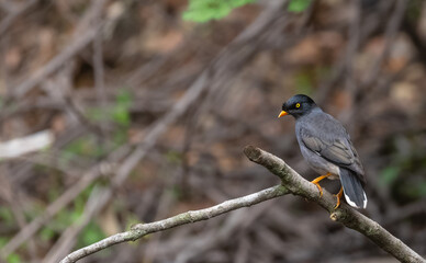 Jungle Myna (Acridotheres fuscus) perching on tree branch.