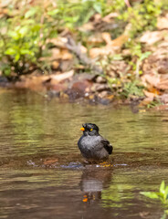 Jungle Myna (Acridotheres fuscus) bird bathing at the water body in rain forest.	