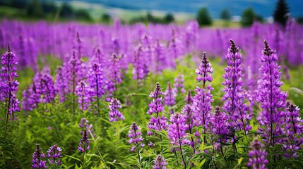 Fototapeta premium field purple green flowers