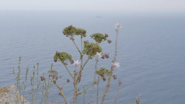 A close up of the natural vegetation at Dingli Cliffs, Malta with the mediterranean ocean in the background on a cloudy day. 
