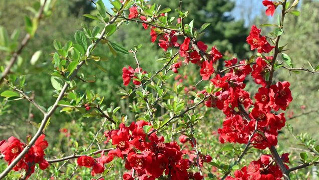 Beautiful red flowers of Chaenomeles superba. Spring bloom. Floral background.