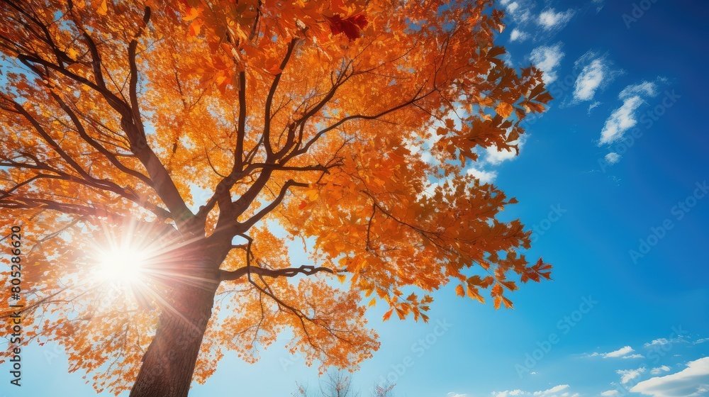 Canvas Prints foliage tree with sun