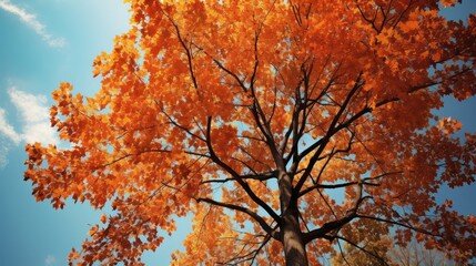 tree fall leaves brown
