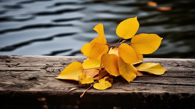 autumn yellow dock