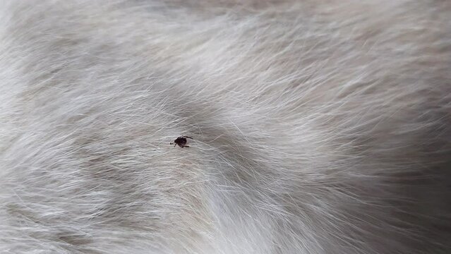 tick on the surface of the fur of a white domestic cat.