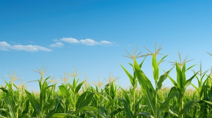 Fototapeta premium crop plant corn background