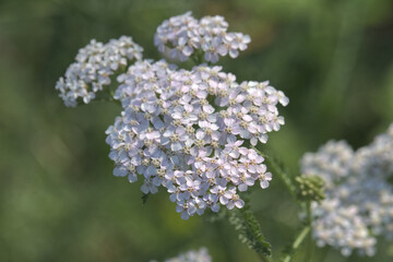 Delicate small white flowers on a Yarrow plant, medicinal herbs for homeopathic medicine.